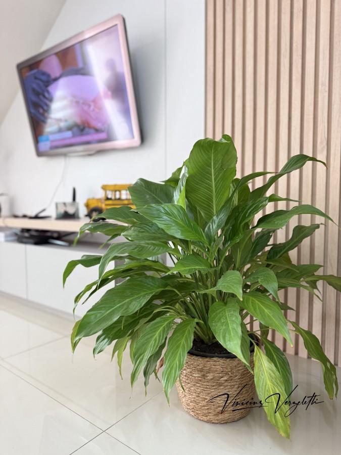 Sobrado, 2 quartos, 82 m² - Foto 3